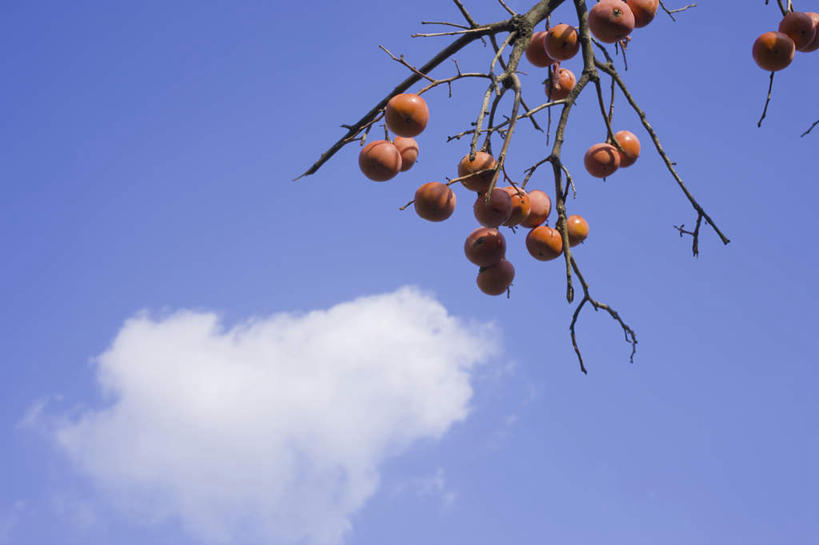 无人,横图,室外,白天,仰视,旅游,度假,美景,植物,柿子,水果,许多,悬挂,新鲜,景观,云,云朵,生食,食品,果实,云彩,娱乐,树,树木,树枝,食物,红色,蓝色,绿色,白云,蓝天,天空,自然,天,享受,休闲,景色,放松,有机食品,绿色食品,生长,晴朗,成长,自然风光,晴空,彩图,低角度拍摄