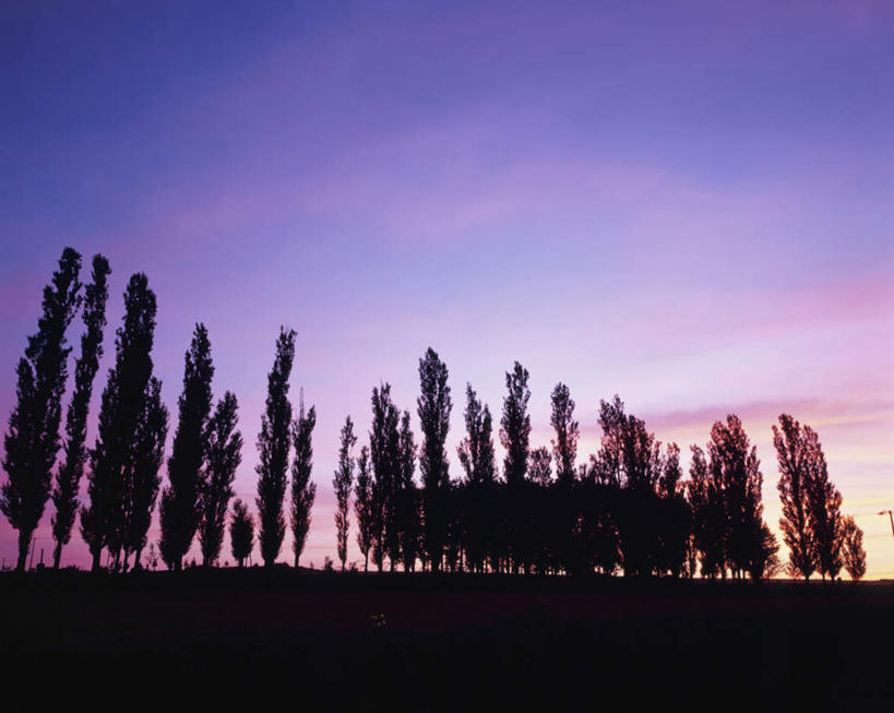 无人,横图,室外,白天,仰视,旅游,度假,美景,日落,树林,植物,北海道,日本,亚洲,一排,朦胧,模糊,整齐,景观,晚霞,霞光,落日,背光,娱乐,树,树木,排列,绿色,自然,黄昏,享受,休闲,景色,彩霞,放松,生长,成长,队列,自然风光,逆光,东亚,日本国,北海道地方,北海道岛,美瑛町,美瑛,夕照,夕阳,彩图,低角度拍摄,斜阳