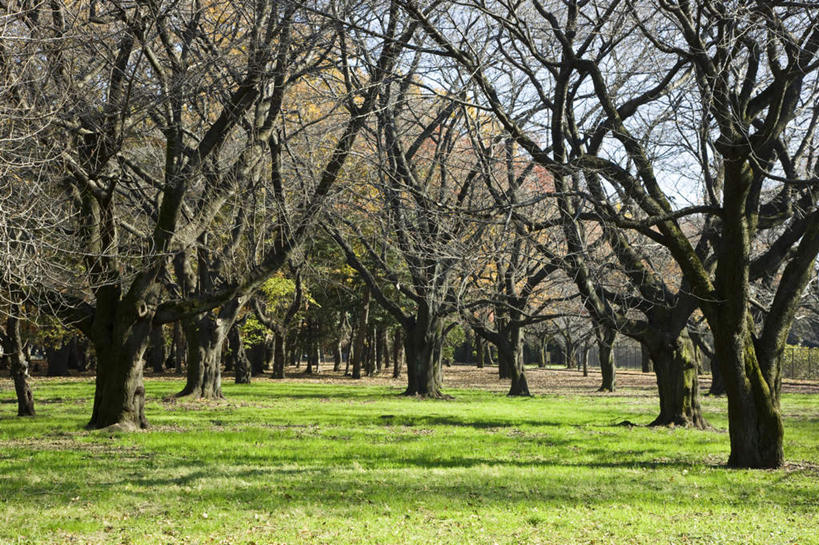 无人,横图,室外,白天,正面,旅游,度假,草地,草坪,美景,植物,东京,日本,亚洲,阴影,光线,影子,景观,娱乐,草,树,树木,蓝色,绿色,蓝天,天空,阳光,自然,天,享受,休闲,景色,放松,生长,晴朗,成长,自然风光,东亚,本州,万里无云,关东地方,本州岛,日本国,东京都,晴空,晴空万里,彩图
