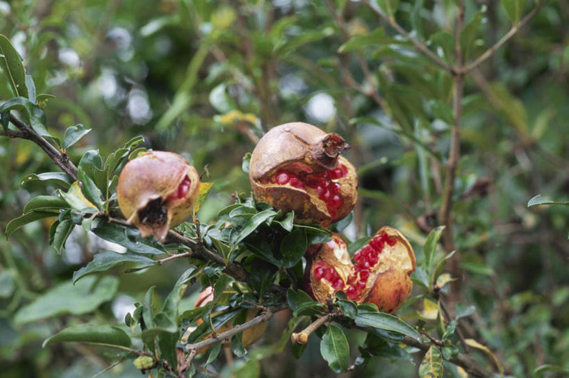 无人,横图,室外,特写,白天,正面,旅游,度假,美景,石榴,水果,叶子,日本,亚洲,阴影,朦胧,模糊,新鲜,光线,影子,景观,生食,食品,果实,绿叶,娱乐,食物,三个,阳光,自然,享受,休闲,嫩叶,景色,放松,有机食品,绿色食品,自然风光,东亚,本州,关东地方,本州岛,日本国,崎玉,崎玉县,叶,叶片,涂林,若榴,金罂,金庞,丹若,安石榴,彩图