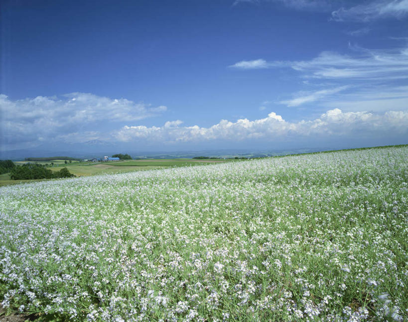 无人,横图,室外,白天,正面,旅游,度假,花海,花圃,美景,植物,叶子,北海道,日本,亚洲,许多,阴影,盛开,光线,影子,景观,云,云朵,花蕾,云彩,娱乐,花,花瓣,花朵,花卉,鲜花,蓝色,绿色,白色,白云,蓝天,天空,阳光,自然,黄昏,花丛,花束,花田,天,花苞,花蕊,享受,休闲,景色,放松,晴朗,自然风光,东亚,日本国,北海道地方,北海道岛,美瑛町,美瑛,黄昏之花,萝卜花,晴空,彩图