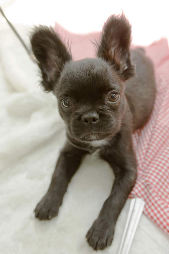 无人,竖图,俯视,室内,特写,白天,白色背景,宠物,狗,朦胧,模糊,注视,一只,黑色,动物,观察,看,趴着,可爱,摄影,影棚,观看,察看,关注,忠诚,犬,趴,彩图,高角度拍摄,全身,影棚拍摄,拍摄