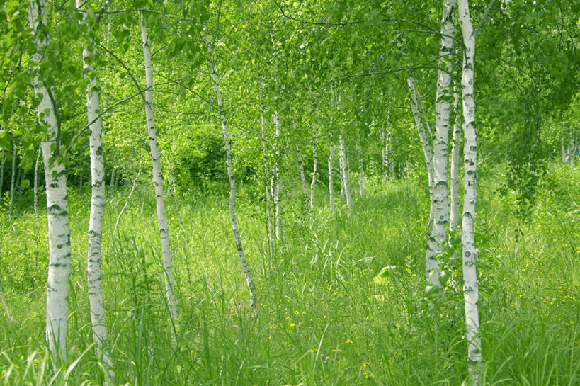 无人,横图,室外,白天,正面,旅游,度假,草地,草坪,美景,森林,树林,植物,阴影,朦胧,模糊,光线,影子,景观,娱乐,草,树,树木,绿色,阳光,自然,享受,休闲,景色,放松,生长,成长,自然风光,彩图