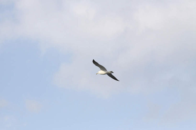 无人,横图,室外,白天,仰视,旅游,度假,美景,海鸥,鸟,飞翔,朦胧,模糊,飞行,鸟类,景观,云,云朵,云彩,娱乐,飞,一只,蓝色,白云,蓝天,天空,自然,天,享受,休闲,景色,放松,晴朗,自然风光,晴空,彩图,低角度拍摄