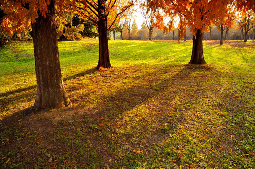 无人,横图,俯视,室外,白天,旅游,度假,美景,秋季,树林,植物,日本,亚洲,一排,阴影,朦胧,模糊,整齐,光线,影子,景观,娱乐,树,树木,排列,蓝色,绿色,蓝天,天空,阳光,自然,天,享受,休闲,景色,放松,大阪,生长,晴朗,成长,队列,自然风光,东亚,本州,万里无云,大阪府,本州岛,日本国,近畿地方,近畿,晴空,晴空万里,秋,秋天,彩图,高角度拍摄
