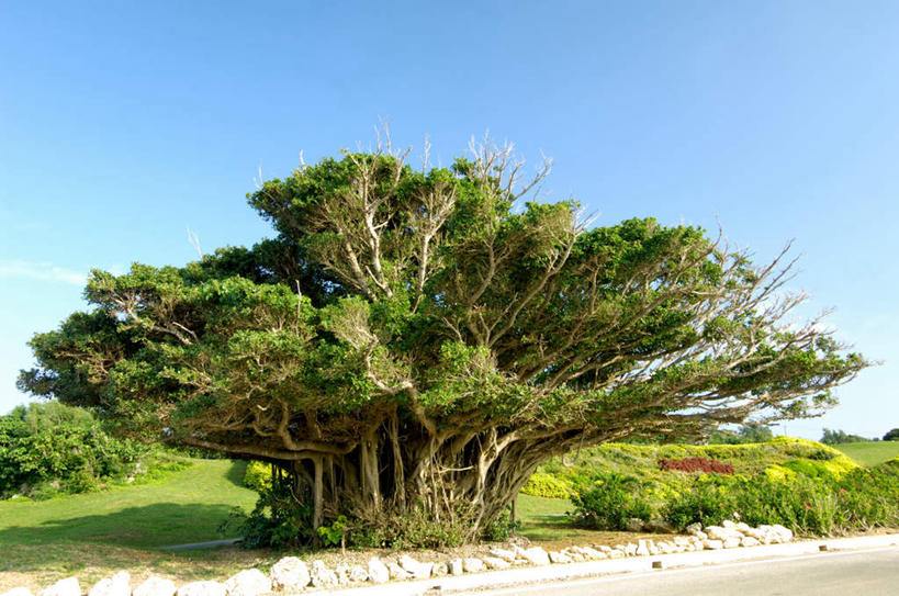 无人,横图,室外,白天,正面,旅游,度假,草地,草坪,美景,植物,日本,亚洲,许多,阴影,朦胧,模糊,光线,影子,景观,娱乐,冲绳,草,树,树木,蓝色,绿色,蓝天,天空,阳光,自然,天,享受,休闲,景色,放松,生长,晴朗,成长,冲绳县,自然风光,东亚,万里无云,琉球群岛,日本国,九州地方,晴空,晴空万里,彩图