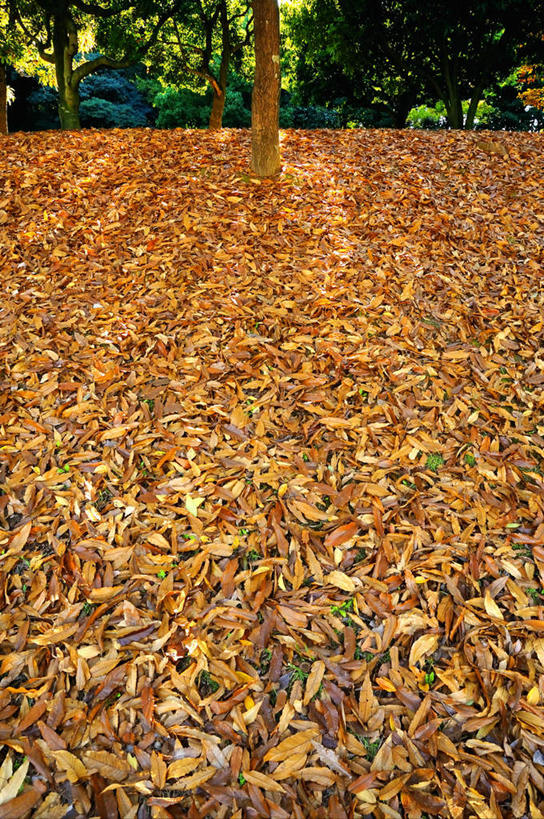 无人,竖图,俯视,室外,白天,旅游,度假,草地,草坪,美景,植物,叶子,日本,亚洲,阴影,光线,影子,景观,枯叶,落叶,娱乐,草,树,树木,黄色,绿色,阳光,自然,享受,休闲,景色,放松,大阪,生长,成长,自然风光,东亚,本州,大阪府,本州岛,日本国,近畿地方,近畿,叶,叶片,彩图,高角度拍摄