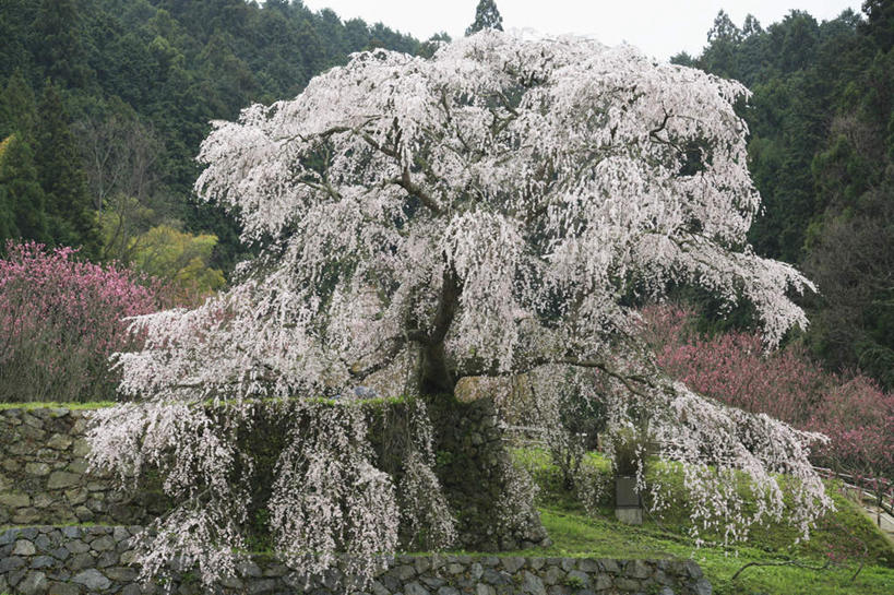 无人,横图,室外,白天,正面,旅游,度假,草地,草坪,美景,植物,樱花,奈良县,日本,亚洲,阴影,盛开,光线,影子,景观,云,云朵,花蕾,云彩,娱乐,草,花,花瓣,花朵,鲜花,树,树木,粉色,蓝色,绿色,白云,蓝天,天空,阳光,自然,天,花苞,花蕊,享受,休闲,景色,放松,生长,成长,自然风光,东亚,本州,本州岛,日本国,近畿地方,奈良,近畿,仙樱花,福岛樱,青肤樱,荆桃,彩图