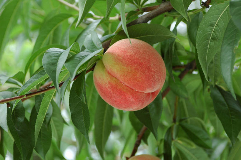 无人,农田,横图,室外,特写,白天,正面,旅游,度假,庄稼,农作物,美景,植物,桃子,水果,叶子,悬挂,阴影,新鲜,光线,影子,景观,生食,食品,果实,绿叶,娱乐,树,树木,食物,一个,红色,绿色,阳光,自然,享受,休闲,嫩叶,景色,放松,有机食品,绿色食品,生长,单个,成长,自然风光,肺果,叶,叶片,彩图,耕地,庄稼田