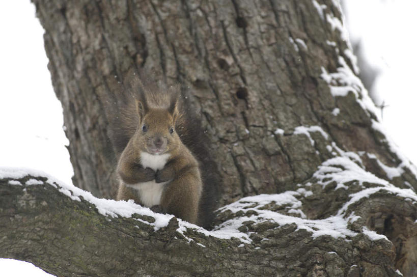 无人,坐,横图,室外,白天,正面,旅游,度假,植物,哺乳动物,野生动物,阴影,光线,影子,注视,娱乐,树,树干,树木,一只,绿色,阳光,自然,动物,松鼠,观察,看,靠,靠着,倚靠,享受,休闲,放松,可爱,活泼,生长,成长,观看,察看,倚着,关注,坐着,彩图,全身