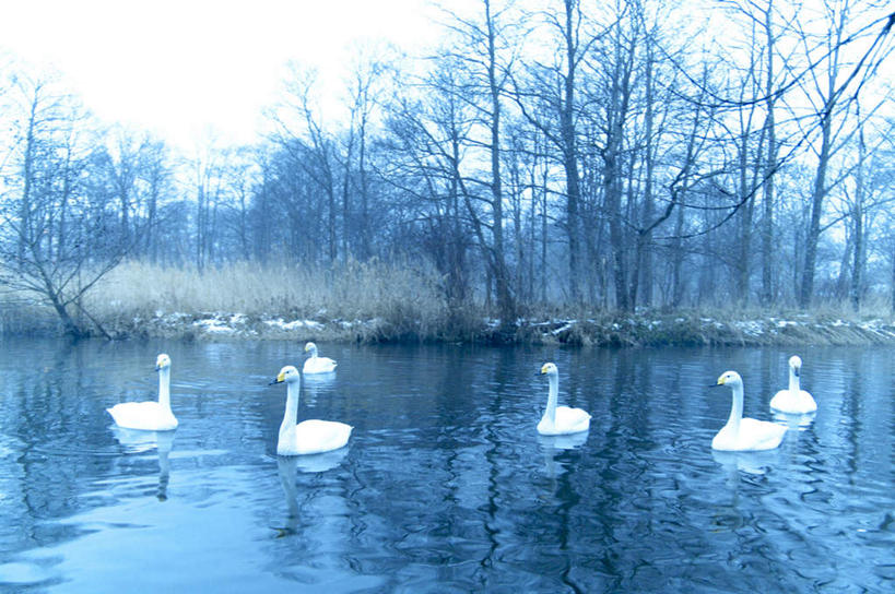 无人,横图,室外,白天,正面,旅游,度假,草地,草坪,河流,美景,水,植物,鸟,野生动物,天鹅,北海道,日本,亚洲,许多,阴影,波纹,光线,鸟类,影子,河水,景观,水流,娱乐,草,树,树木,蓝色,绿色,白色,蓝天,水纹,天空,阳光,自然,动物,波浪,天,享受,休闲,景色,放松,可爱,生长,成长,游动,自然风光,东亚,日本国,北海道地方,北海道岛,鹄,彩图