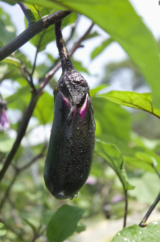 无人,农田,竖图,室外,特写,白天,正面,旅游,度假,庄稼,农作物,美景,茄子,蔬菜,叶子,阴影,朦胧,模糊,新鲜,光线,影子,景观,食品,绿叶,娱乐,食物,一个,紫色,阳光,自然,享受,休闲,嫩叶,景色,放松,有机食品,绿色食品,单个,自然风光,叶,叶片,落苏,酪酥,昆仑瓜,矮瓜,彩图,耕地,庄稼田