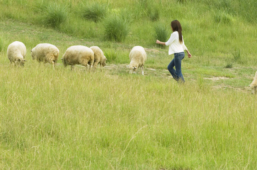 东方人,头发,一个人,站,走,伸展双臂,笑,微笑,露齿笑,横图,室外,白天,侧面,旅游,度假,草地,草坪,植物,羊,亚洲,仅一个年轻女性,仅一个女性,仅一个人,许多,阴影,服装,光线,影子,注视,休闲装,黄种人,娱乐,草,树,树木,衣服,绿色,白色,黑色,阳光,自然,动物,观察,看,站着,享受,休闲,休闲服,家畜,放松,服饰,牲畜,生长,成长,观看,察看,关注,年轻女性,女人,女性,亚洲人,绵羊,步行,敞开双臂,散步,伸开双臂,展开双肩,站立,张开手臂,张开双臂,走路,彩图,全身