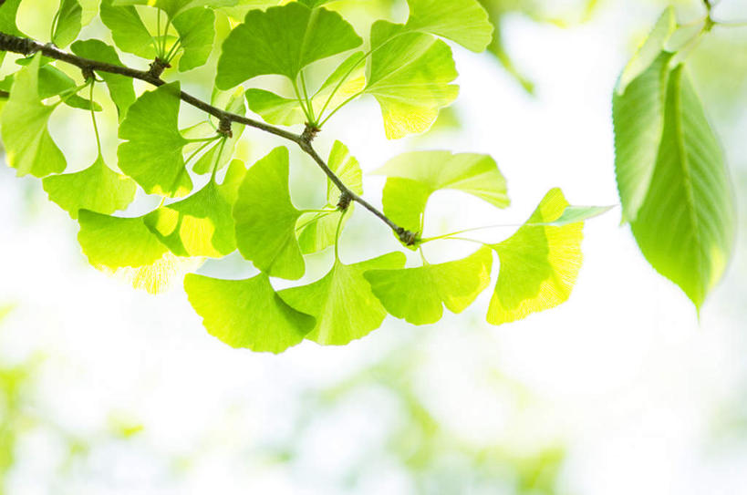 无人,横图,室外,特写,白天,正面,旅游,度假,美景,植物,叶子,阴影,朦胧,模糊,光线,影子,景观,绿叶,娱乐,树,树木,蓝色,绿色,蓝天,天空,阳光,自然,天,享受,休闲,嫩叶,景色,放松,生长,成长,自然风光,叶,叶片,彩图