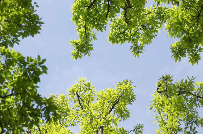 无人,横图,室外,白天,仰视,旅游,度假,美景,植物,阴影,光线,影子,景观,娱乐,树,树木,蓝色,绿色,蓝天,天空,阳光,自然,天,享受,休闲,景色,放松,遮,遮掩,生长,成长,掩盖,遮挡,自然风光,遮盖,掩饰,彩图,低角度拍摄