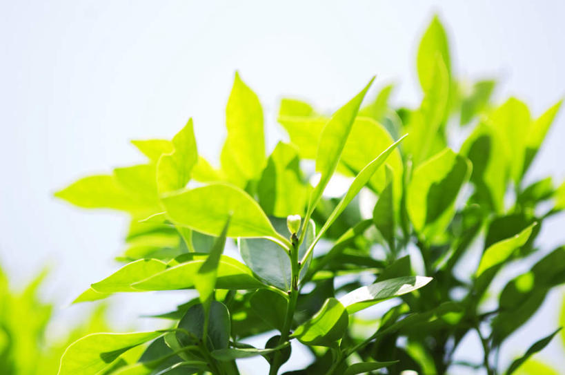 无人,横图,室内,特写,白天,白色背景,仰视,美景,植物,叶子,阴影,朦胧,模糊,光线,影子,景观,绿叶,树,树木,绿色,阳光,自然,嫩叶,景色,摄影,影棚,生长,成长,自然风光,叶,叶片,彩图,低角度拍摄,影棚拍摄,拍摄