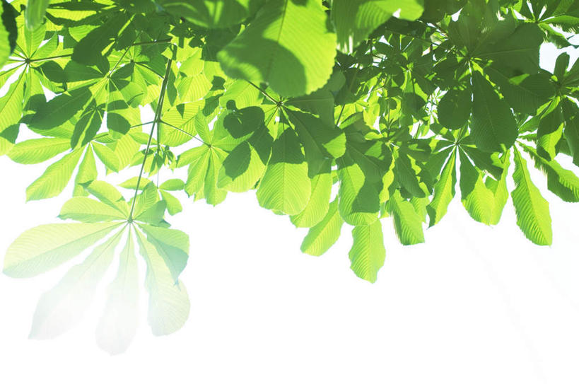 无人,横图,室外,特写,白天,白色背景,仰视,美景,植物,叶子,阴影,朦胧,模糊,光线,影子,景观,绿叶,树,树木,绿色,阳光,自然,嫩叶,景色,摄影,影棚,生长,成长,自然风光,叶,叶片,彩图,低角度拍摄,影棚拍摄,拍摄