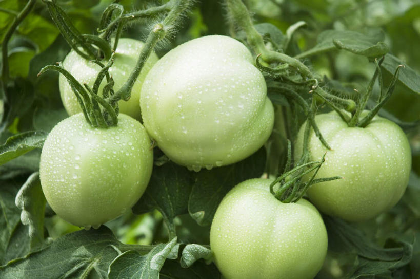 无人,菜园,农田,横图,俯视,室外,特写,白天,庄稼,农作物,蔬菜,西红柿,叶子,五个,许多,新鲜,食品,绿叶,食物,绿色,嫩叶,有机食品,绿色食品,叶,叶片,番茄,彩图,高角度拍摄,耕地,庄稼田