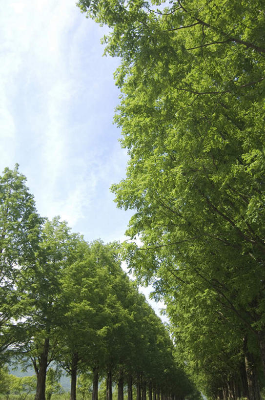无人,竖图,室外,白天,仰视,旅游,度假,美景,植物,许多,景观,云,云朵,树荫,云彩,娱乐,树,树木,蓝色,绿色,白云,蓝天,天空,自然,天,享受,休闲,景色,放松,生长,晴朗,成长,自然风光,林荫,晴空,彩图,低角度拍摄