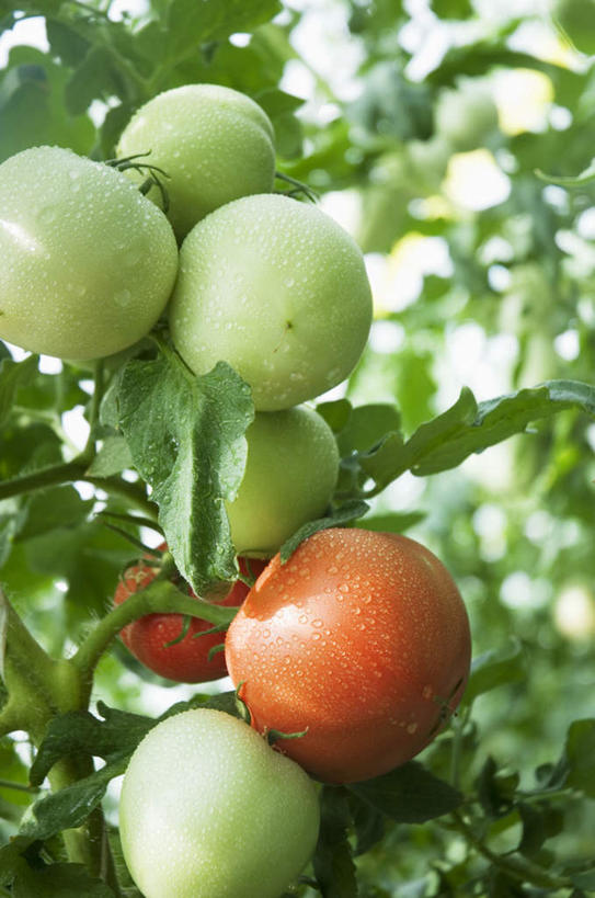 无人,竖图,室外,特写,白天,仰视,蔬菜,西红柿,叶子,许多,朦胧,模糊,新鲜,食品,绿叶,食物,红色,蓝色,绿色,蓝天,天空,天,嫩叶,有机食品,绿色食品,晴朗,万里无云,叶,叶片,晴空,晴空万里,番茄,彩图,低角度拍摄