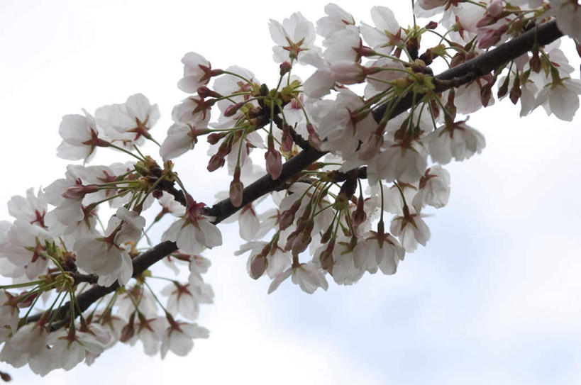 无人,横图,室外,白天,仰视,樱花,许多,盛开,云,云朵,花蕾,云彩,花,花瓣,花朵,鲜花,树枝,蓝色,白色,白云,蓝天,天空,天,花苞,花蕊,晴朗,仙樱花,福岛樱,青肤樱,晴空,荆桃,彩图,低角度拍摄