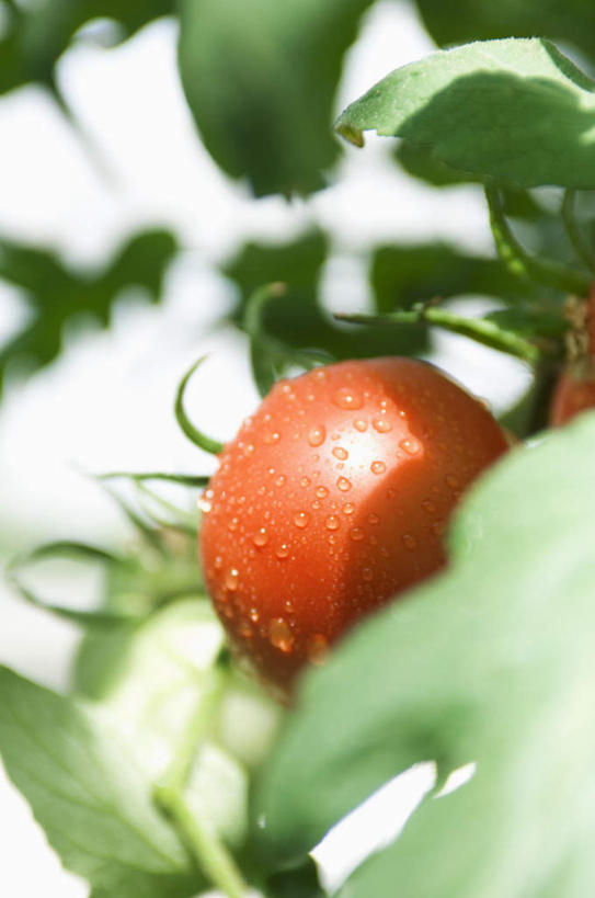 无人,竖图,俯视,室外,白天,水,蔬菜,西红柿,叶子,阴影,新鲜,光线,液体,影子,水滴,食品,绿叶,食物,一个,红色,阳光,嫩叶,有机食品,绿色食品,叶,叶片,番茄,彩图,高角度拍摄