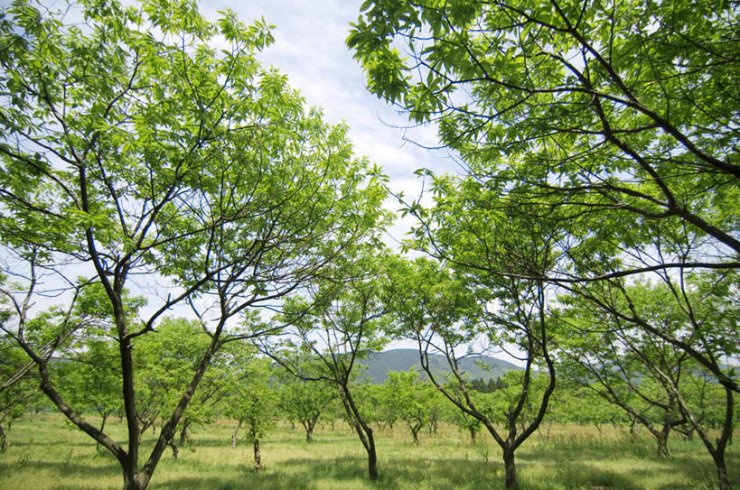 无人,横图,室外,白天,正面,旅游,度假,草地,草坪,美景,植物,景观,云,云朵,云彩,娱乐,草,树,树木,蓝色,绿色,白云,蓝天,天空,自然,天,享受,休闲,景色,放松,生长,晴朗,成长,自然风光,晴空,彩图