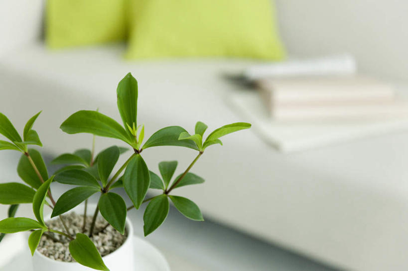 无人,家,横图,室内,特写,白天,正面,植物,家具,靠垫,沙发,装修,建筑,静物,叶子,朦胧,模糊,装饰,盆栽,房屋,屋子,公寓,绿叶,靠枕,盆景,古典,建设,装潢,洋房,楼房,住宅,绿色,自然,垫子,室内装潢,枕头,中式,嫩叶,生长,成长,明亮,一盆,舒适,家居装潢,房屋设计,室内设计,宽敞,样板房装潢,设计,叶,叶片,彩图,房子,皮沙发