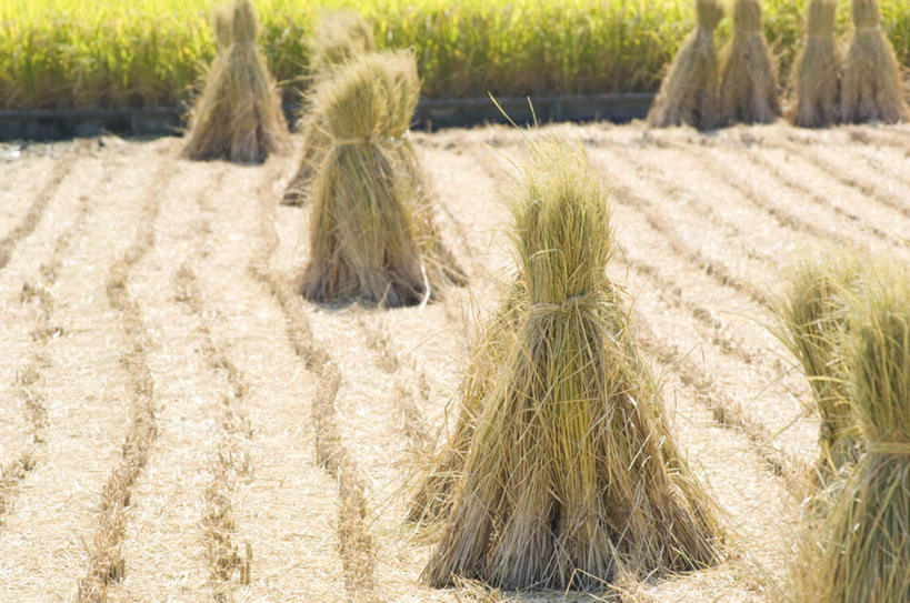 无人,农田,横图,俯视,室内,白天,旅游,度假,农业,庄稼,农作物,美景,阴影,丰收,光线,影子,稻田,景观,娱乐,阳光,自然,享受,休闲,景色,放松,收获,自然风光,彩图,高角度拍摄,耕地,庄稼田