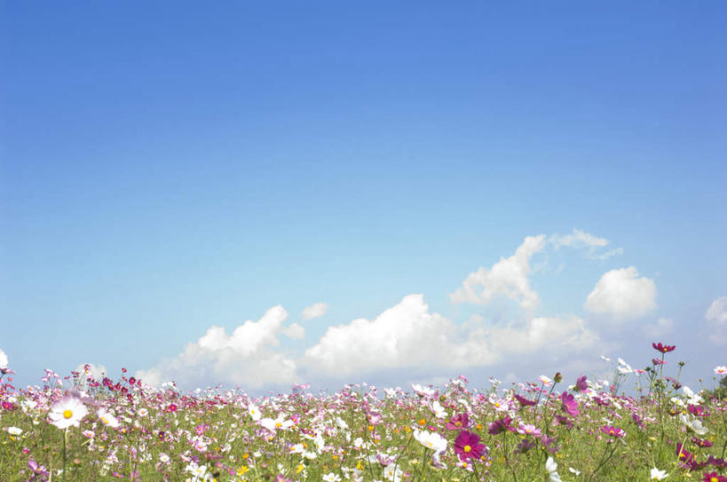 无人,横图,室外,白天,仰视,旅游,度假,草地,草坪,美景,植物,叶子,许多,盛开,景观,云,云朵,绿叶,非洲菊,云彩,娱乐,草,花,花瓣,花朵,花卉,鲜花,蓝色,绿色,白云,蓝天,天空,自然,天,花蕊,享受,休闲,嫩叶,菊花,景色,放松,晴朗,自然风光,扶郎花,灯盏花,千日菊,叶,叶片,晴空,彩图,低角度拍摄