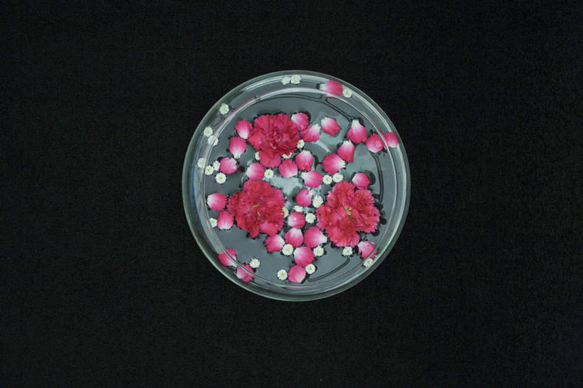 无人,横图,俯视,室内,白天,热情,植物,康乃馨,餐具,许多,黑色背景,碟子,盘,祝福,花蕾,花瓣,花朵,花卉,鲜花,红色,盘子,碟,花苞,母爱,清纯,摄影,影棚,亲情,思念,宽容,热恋,真挚,热心,麝香石竹,石竹,香石竹,彩图,高角度拍摄,影棚拍摄,拍摄,魅力