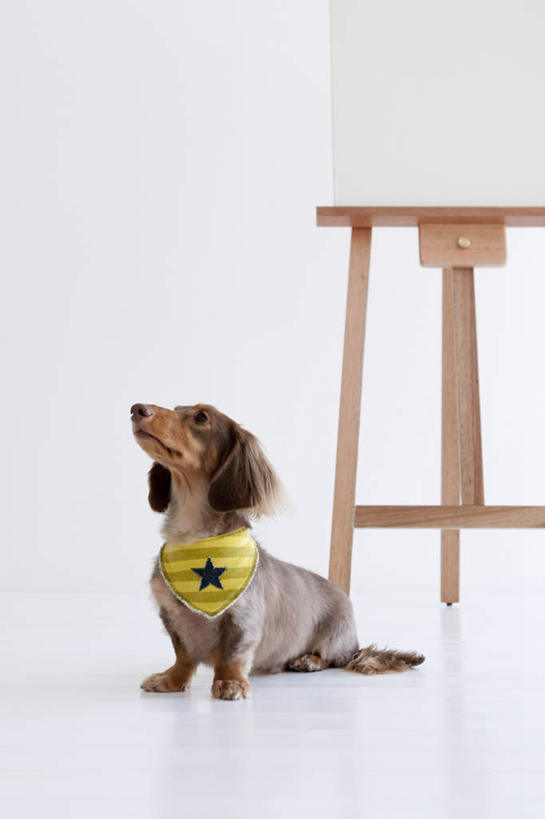 无人,坐,竖图,室内,白天,侧面,宠物,狗,装饰,腊肠犬,瓷砖,地砖,墙,画板,迷你腊肠犬,地面,注视,画架,架子,墙壁,墙面,一只,动物,围巾,看,温暖,可爱,围脖,保暖,华丽,点缀,御寒,关注,忠诚,衬托,美观,雅致,雅观,迷你腊肠狗,犬,抬头,仰头,坐着,彩图,全身