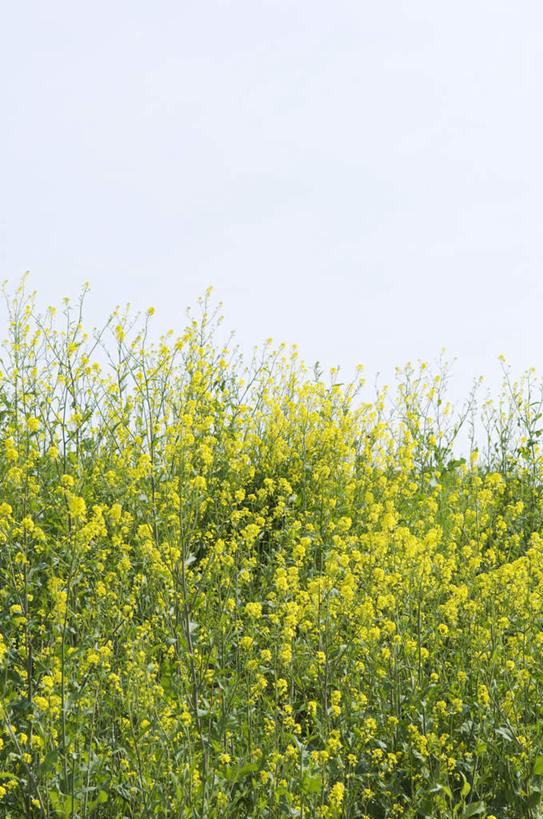 无人,竖图,俯视,室外,白天,旅游,度假,花海,花圃,美景,植物,叶子,许多,盛开,景观,绿叶,花蕾,娱乐,花,花瓣,花朵,花卉,鲜花,黄色,蓝色,绿色,蓝天,天空,自然,花丛,花田,天,花苞,花蕊,油菜花,享受,休闲,嫩叶,景色,放松,生长,晴朗,成长,自然风光,万里无云,叶,叶片,晴空,晴空万里,彩图,高角度拍摄,芸苔,芸薹