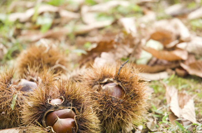 无人,横图,俯视,室外,特写,白天,旅游,度假,草地,草坪,美景,植物,叶子,许多,散落,景观,板栗,栗子,坚果,棕色,枯叶,落叶,毛栗子,娱乐,草,绿色,自然,享受,休闲,景色,放松,自然风光,毛栗,栗果,栗楔,叶,叶片,彩图,高角度拍摄
