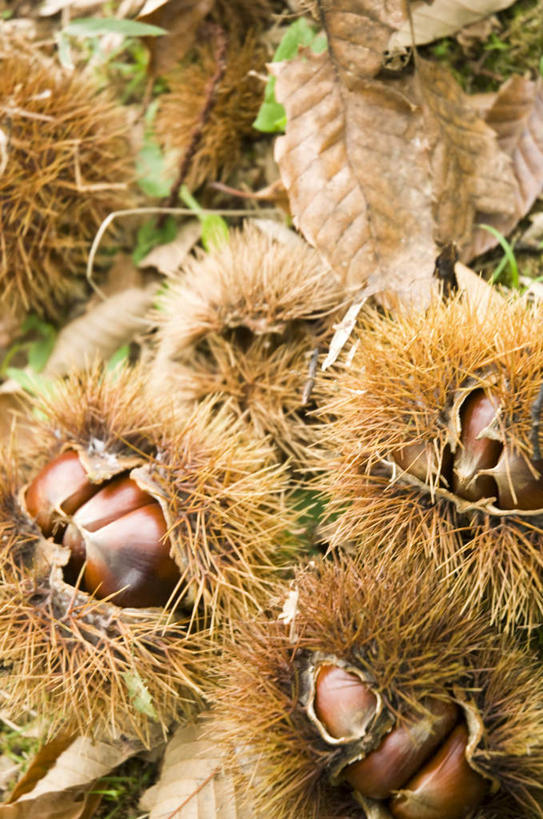 无人,竖图,俯视,室外,特写,白天,旅游,度假,草地,草坪,美景,植物,叶子,许多,散落,景观,板栗,栗子,坚果,棕色,枯叶,落叶,毛栗子,娱乐,草,绿色,自然,享受,休闲,景色,放松,自然风光,毛栗,栗果,栗楔,叶,叶片,彩图,高角度拍摄