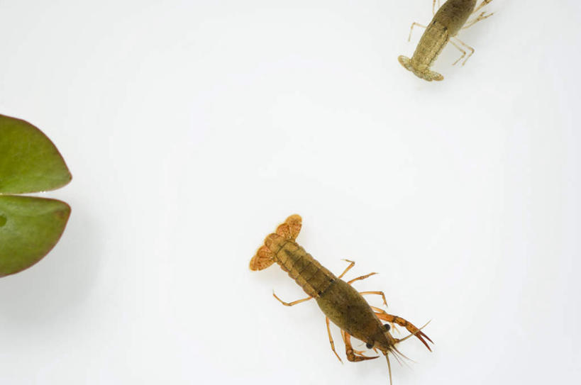 海鲜,无人,横图,俯视,室内,特写,白天,白色背景,植物,叶子,虾,水草,绿叶,水产,海洋生物,绿色,自然,趴着,两只,嫩叶,摄影,影棚,生长,成长,水生动物,海产品,水生物,海底动物,叶,叶片,趴,半身,彩图,高角度拍摄,影棚拍摄,拍摄