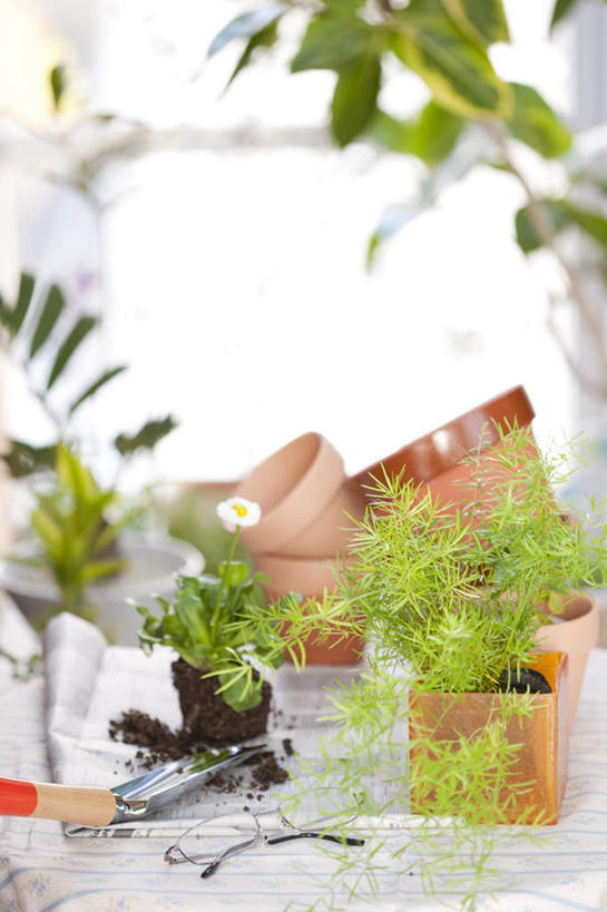 无人,竖图,室外,白天,正面,花海,花圃,植物,桌子,报纸,叶子,花盆,五个,一把,一张,许多,朦胧,模糊,装饰,盛开,信息,布料,铲子,盆栽,咖啡色,盆景,花蕾,布纹,桌布,花,花瓣,花朵,花卉,鲜花,一朵,红色,绿色,白色,自然,餐巾,台布,花丛,花束,花田,花苞,花蕊,生长,成长,新闻,华丽,修饰,点缀,衬托,美观,雅致,雅观,彩图,报刊