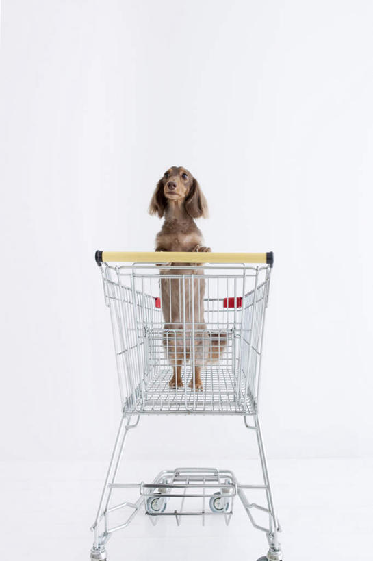 无人,站,竖图,室内,白天,白色背景,正面,宠物,狗,购物车,金属制品,一辆,金属,腊肠犬,迷你腊肠犬,注视,车,动物,手推车,观察,看,趴着,站着,可爱,摄影,影棚,观看,察看,便利,存放,关注,载具,忠诚,快捷,方便,迷你腊肠狗,寄存,寄放,暂存,犬,趴,站立,彩图,全身,影棚拍摄,拍摄