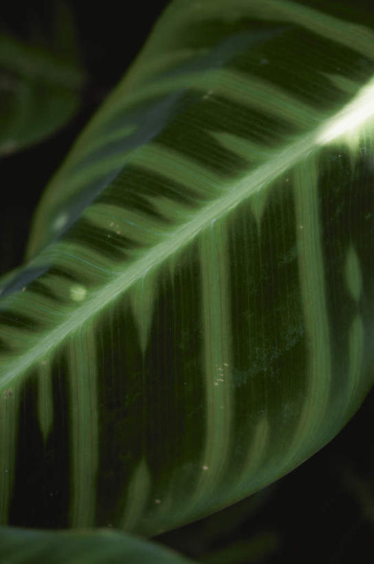 无人,竖图,室外,特写,白天,正面,旅游,度假,美景,叶子,一片,阴影,黑色背景,光线,影子,景观,绿叶,娱乐,阳光,自然,享受,休闲,嫩叶,景色,放松,自然风光,叶,叶片,彩图