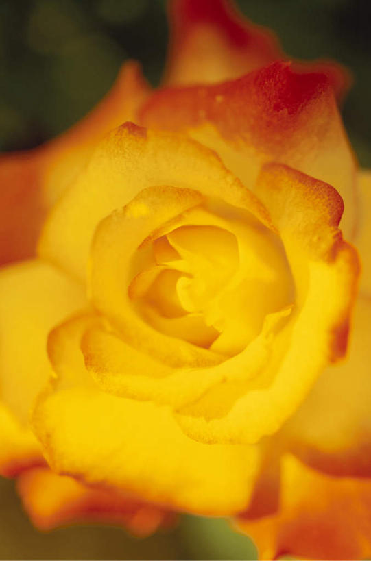 无人,竖图,俯视,室外,特写,白天,爱情,旅游,度假,幸福,纯洁,热情,美景,玫瑰,盛开,景观,玫瑰花,浪漫,花蕾,娱乐,花,花瓣,花朵,鲜花,一朵,黄色,自然,花苞,花蕊,享受,休闲,温暖,温馨,景色,恩爱,放松,和睦,自然风光,感动,尊敬,天真,刺玫花,徘徊花,彩图,高角度拍摄,融洽