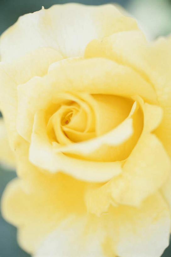 无人,竖图,俯视,室外,特写,白天,爱情,旅游,度假,幸福,纯洁,热情,美景,玫瑰,盛开,景观,玫瑰花,浪漫,花蕾,娱乐,花,花瓣,花朵,鲜花,一朵,黄色,自然,花苞,花蕊,享受,休闲,温暖,温馨,景色,恩爱,放松,和睦,自然风光,感动,尊敬,天真,刺玫花,徘徊花,彩图,高角度拍摄,融洽