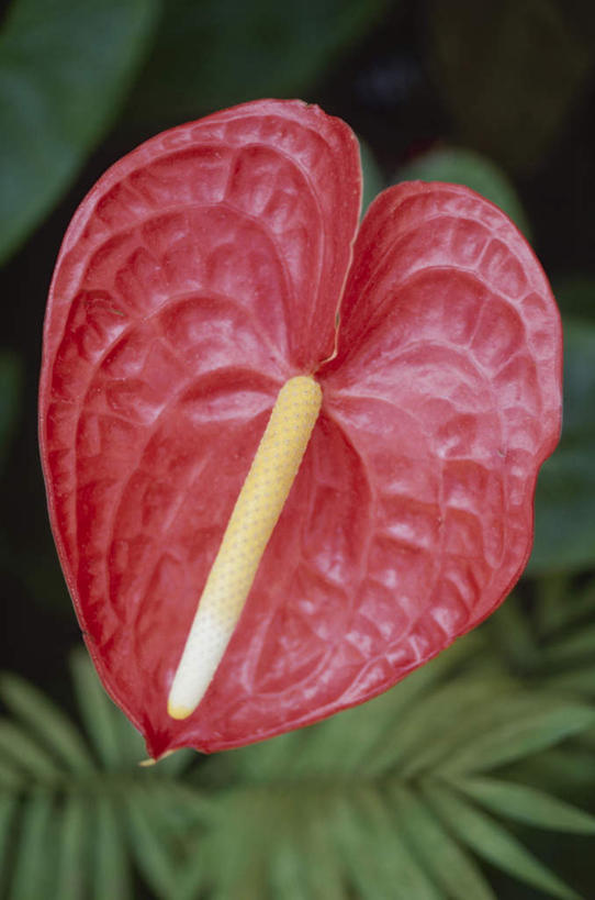 无人,竖图,俯视,室外,特写,白天,旅游,度假,热情,美景,叶子,朦胧,模糊,盛开,景观,火鹤花,绿叶,安祖花,花蕾,娱乐,花,花瓣,花朵,鲜花,一朵,红色,自然,花苞,花蕊,享受,休闲,嫩叶,景色,放松,红掌,花烛,自然风光,红鹤芋,猪尾花,烛台花,蜡烛花,大展宏图,热血,叶,叶片,彩图,高角度拍摄