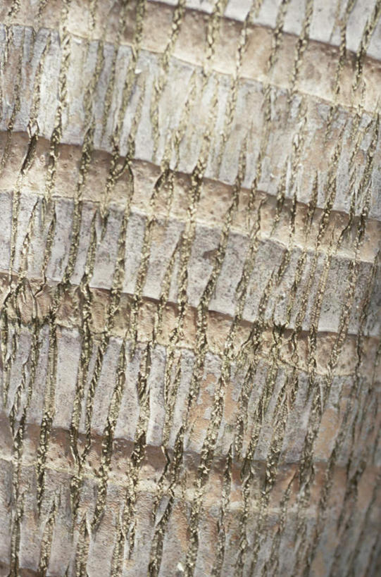 无人,竖图,室外,特写,白天,正面,旅游,度假,美景,植物,阴影,光线,影子,景观,娱乐,树,树干,树木,绿色,阳光,自然,享受,休闲,景色,放松,生长,成长,自然风光,彩图