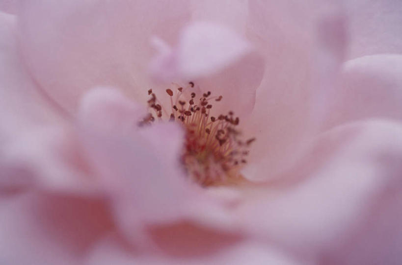 无人,横图,俯视,室外,特写,白天,旅游,度假,美景,朦胧,模糊,盛开,景观,花蕾,娱乐,花,花瓣,花朵,鲜花,一朵,粉色,自然,花苞,花蕊,享受,休闲,景色,放松,自然风光,彩图,高角度拍摄