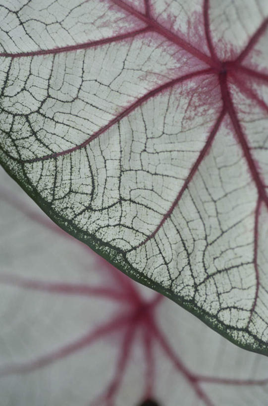 无人,竖图,俯视,室外,特写,白天,旅游,度假,美景,叶子,两片,朦胧,模糊,景观,绿叶,娱乐,红色,自然,享受,休闲,嫩叶,景色,放松,自然风光,叶,叶片,叶脉,彩图,高角度拍摄