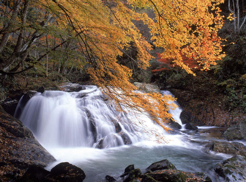 无人,横图,室外,白天,正面,旅游,度假,礁石,石头,美景,瀑布,秋季,水,枫树,叶子,日本,亚洲,飞溅,湍急,溅,石子,液体,景观,水滴,枫叶,枯叶,落叶,娱乐,水珠,黄色,红色,自然,享受,休闲,景色,放松,枫树叶,喷洒,自然风光,东亚,本州,本州岛,日本国,东北地方,福岛,福岛县,叶,叶片,跌水,礁,石块,岩石,秋,秋天,彩图