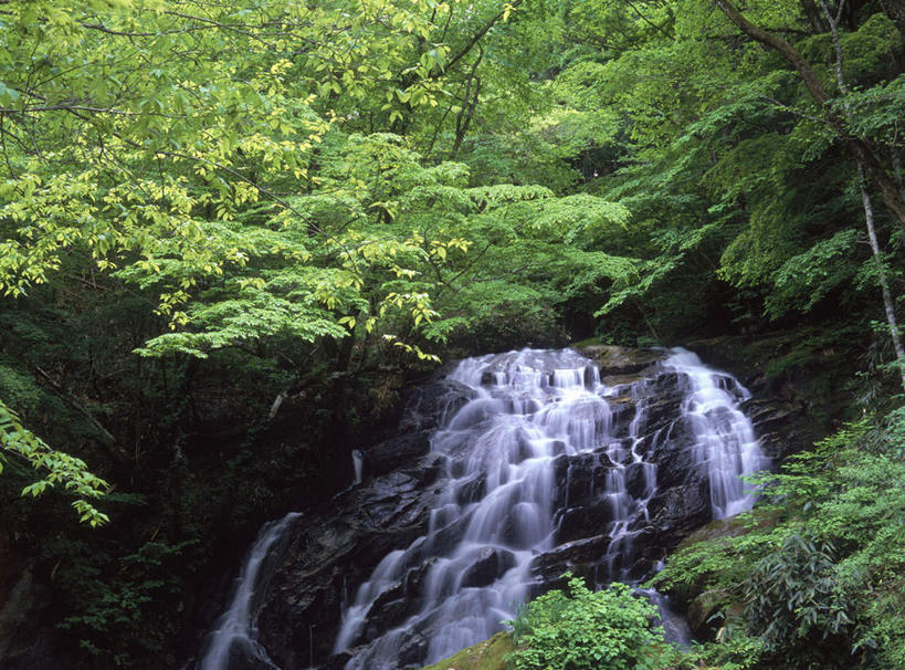 无人,横图,室外,白天,仰视,旅游,度假,美景,瀑布,树林,水,植物,日本,亚洲,飞溅,湍急,溅,液体,景观,水滴,娱乐,水珠,树,树木,绿色,自然,享受,休闲,景色,放松,生长,成长,喷洒,自然风光,东亚,本州,本州岛,日本国,东北地方,福岛,福岛县,跌水,彩图,低角度拍摄