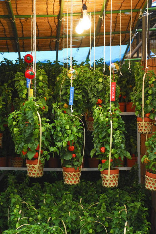 无人,竖图,室外,白天,正面,旅游,度假,美景,植物,浆果,樱桃,照明,东京,日本,亚洲,盆栽,景观,灯光,盆景,娱乐,吊灯,灯,绿色,自然,灯具,享受,休闲,景色,放松,生长,成长,照亮,照明设备,自然风光,东亚,本州,关东地方,本州岛,日本国,东京都,樱珠,莺桃,英桃,楔桃,牛桃,荆桃,彩图