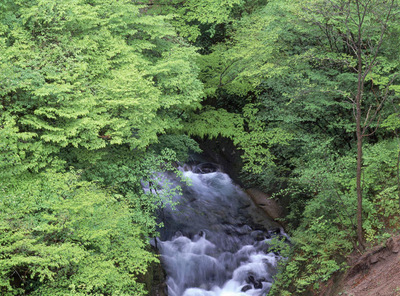 无人,横图,室外,白天,正面,长时间曝光,旅游,度假,河流,美景,森林,树林,水,植物,日本,亚洲,河水,景观,水流,娱乐,树,树木,绿色,小溪,自然,溪水,享受,休闲,景色,放松,生长,成长,自然风光,曝光,东亚,本州,本州岛,日本国,东北地方,福岛,福岛县,暴光,彩图