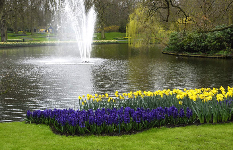 无人,公园,横图,室外,白天,正面,爱情,旅游,度假,草地,草坪,花海,花圃,河流,美景,树林,水,植物,喷泉,风信子,水仙花,叶子,欧洲,荷兰,许多,飞溅,盛开,溅,液体,河水,景观,水滴,水流,绿叶,花蕾,娱乐,水珠,草,花,花瓣,花朵,花卉,鲜花,树,树木,黄色,蓝色,绿色,自然,花丛,花田,花苞,花蕊,享受,休闲,嫩叶,景色,放松,生长,成长,悲伤,喜悦,喷洒,自然风光,怀念,金盏银台,玉玲珑,女史花,雅蒜,天蒜,悲哀,尼德兰王国,库肯霍夫公园,凌波仙子,水仙,天葱,叶,叶片,彩图